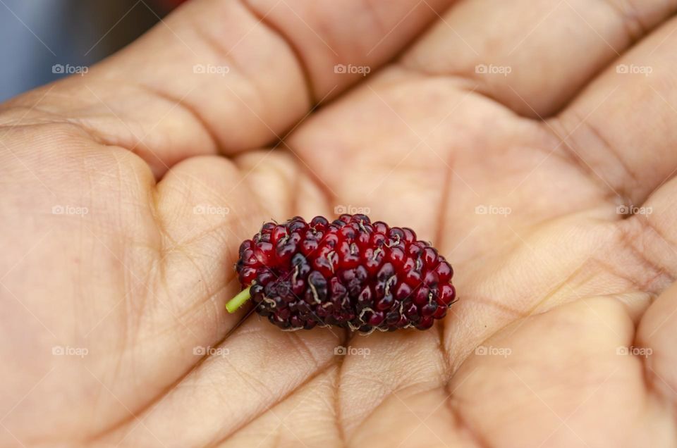 Mulberry In Hand