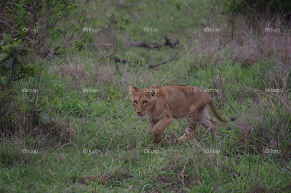 lion cub