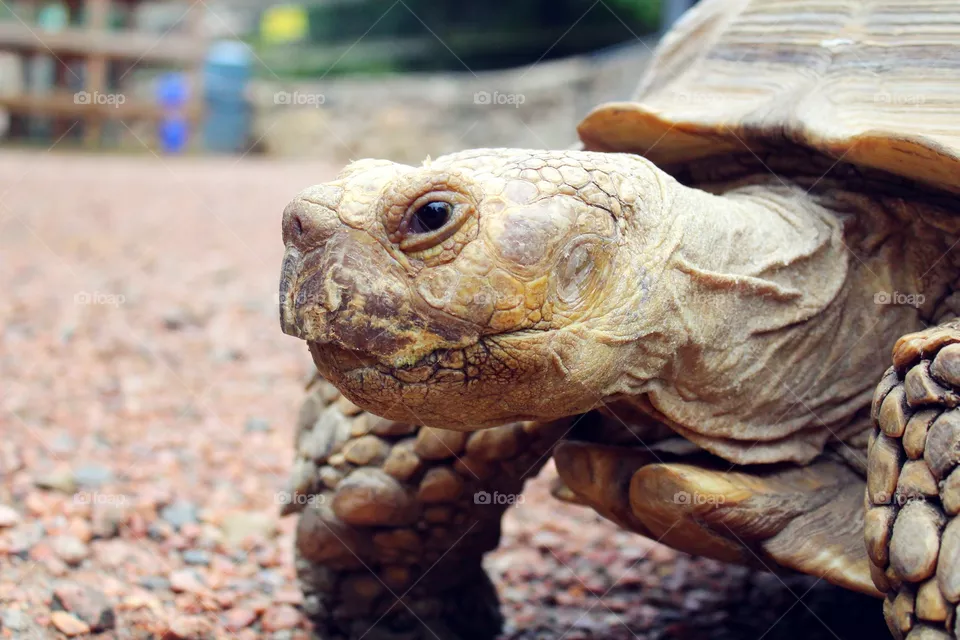 Turtle! 