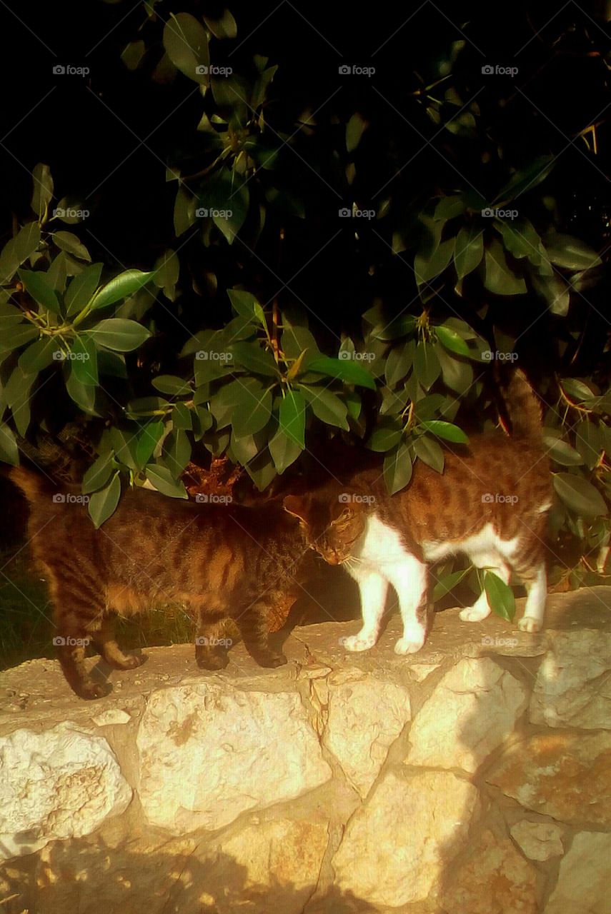 Two furry beautiful cats in love.
They sit on old stone wall in garden in
sunny day of fall season