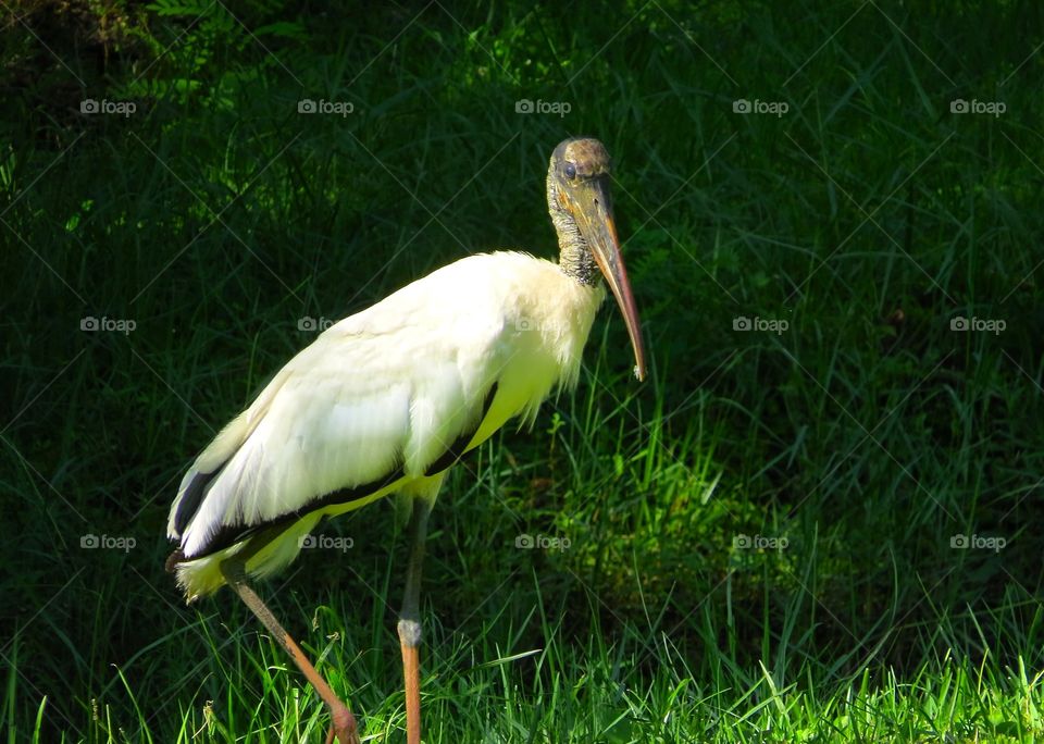 Watchful woodstork