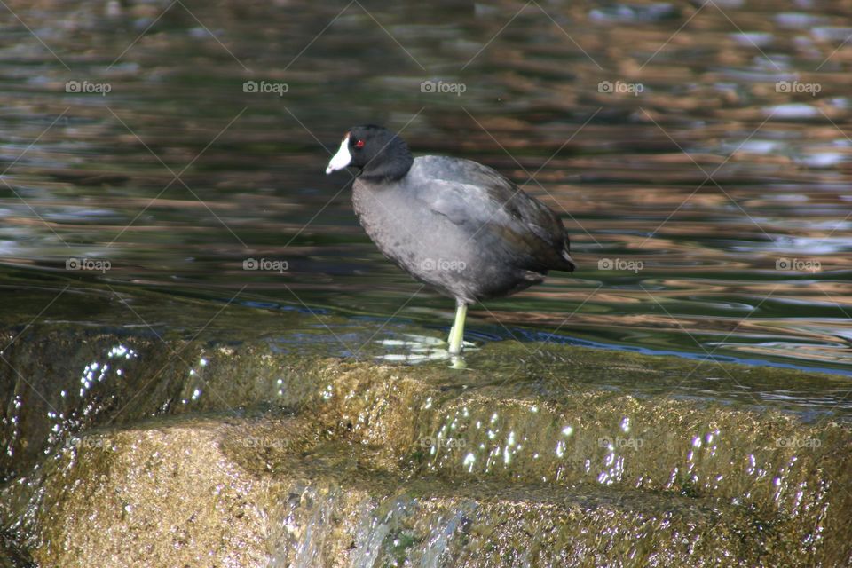 Coot at the Waterfall