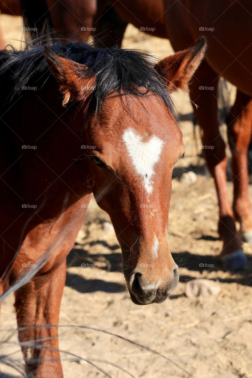 Wild young mustang colt with heart shape blaze on forehead 