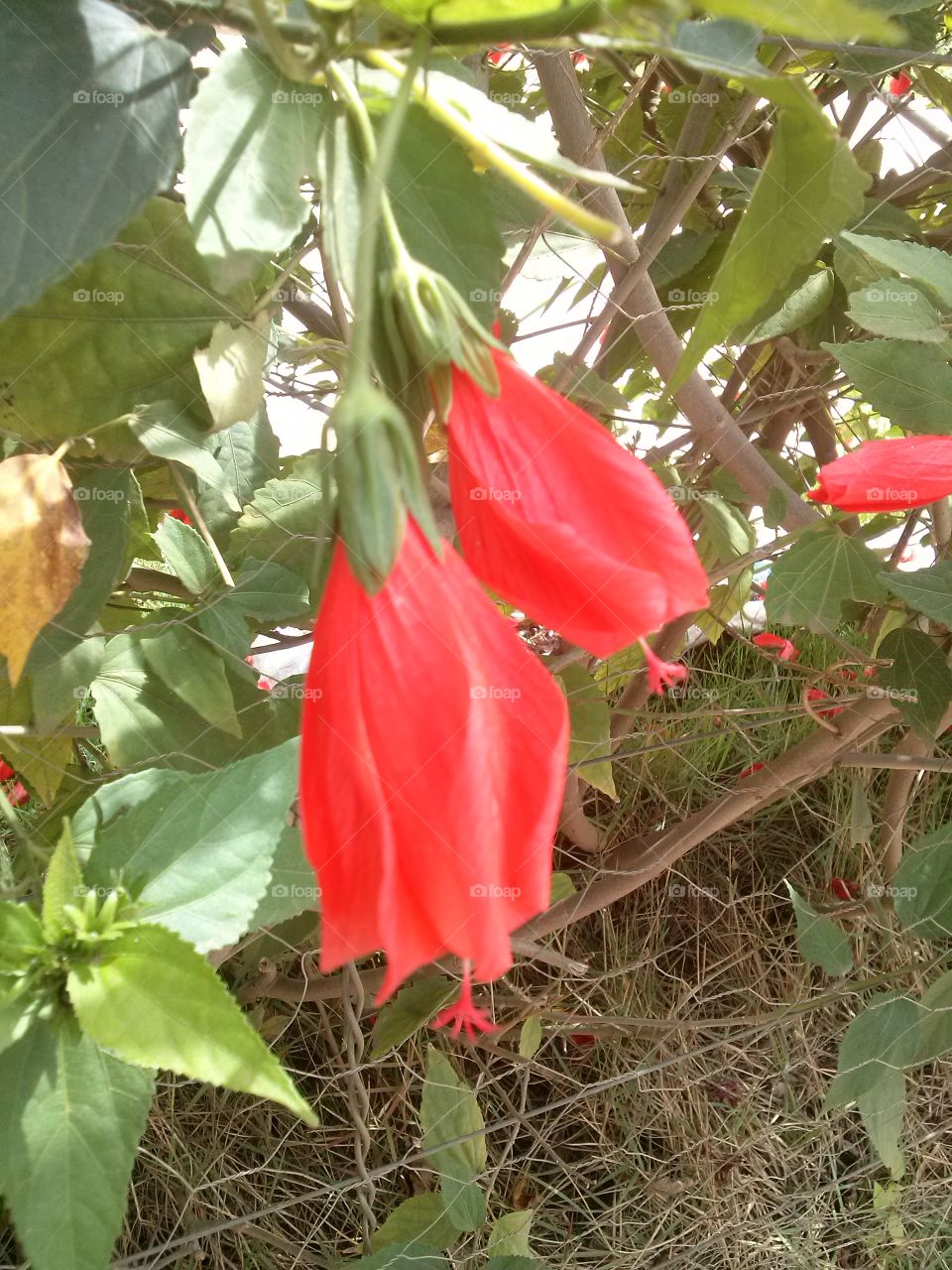 red flowers flor vermelha
