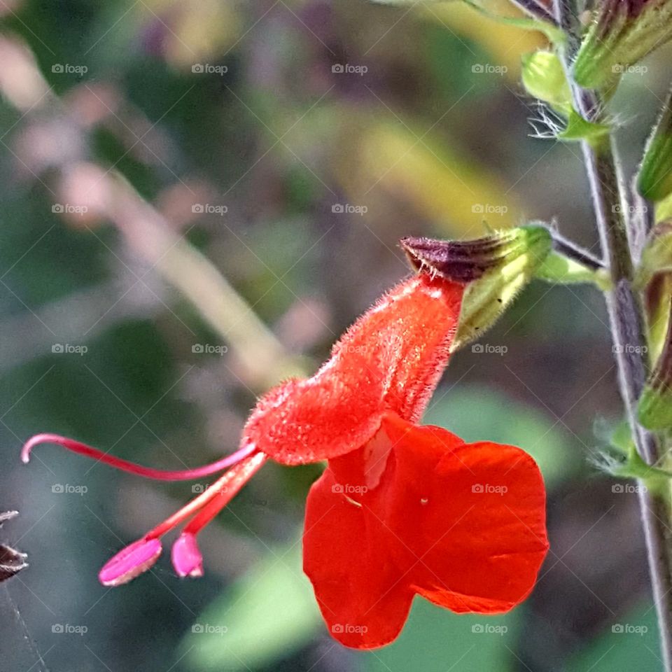 Flower, Nature, No Person, Flora, Garden