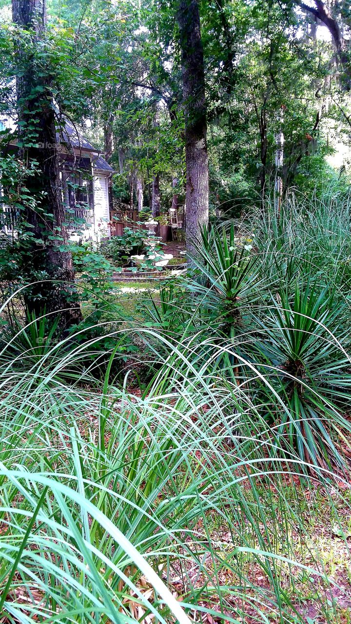 fountain seen through the Pampas grass