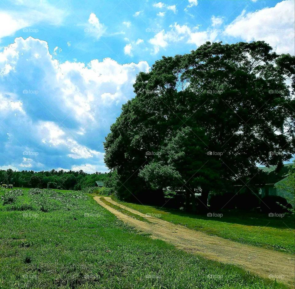 Backroad leading to farmland on bright sunny summer day. Blue sky with clouds and sunshine shows large piece of farmland.