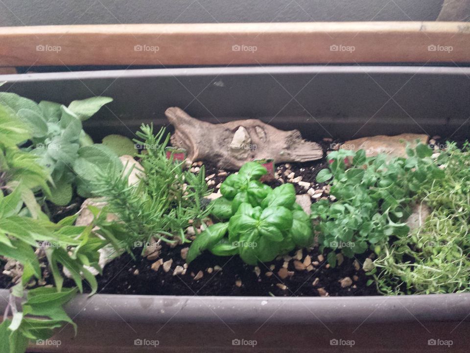 fresh herb garden