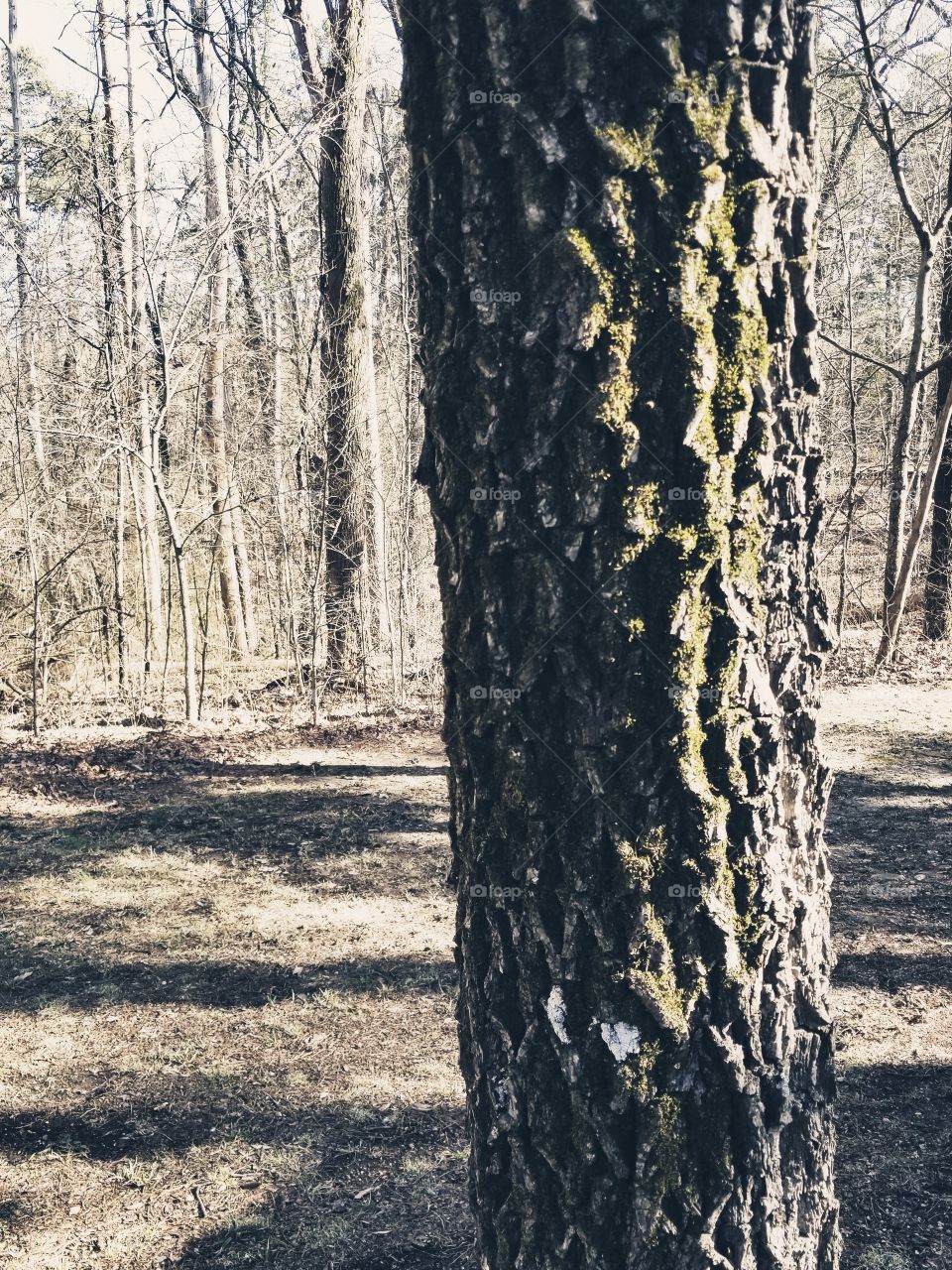 Tree, Wood, No Person, Trunk, Nature