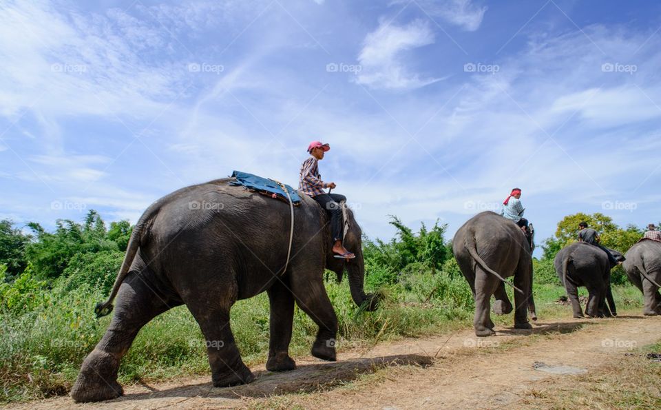 Men are riding elephants.