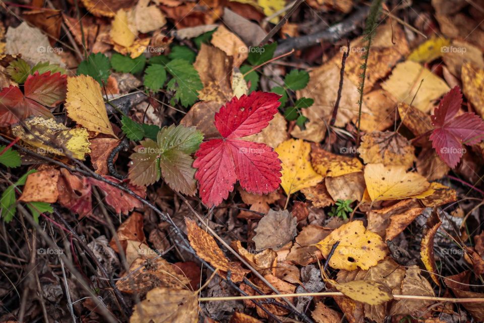 Autumn colors