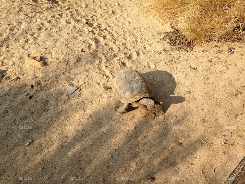 Desert tortoise 