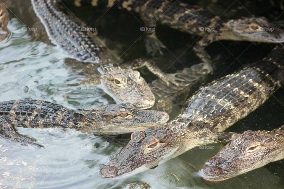 School of young alligators
