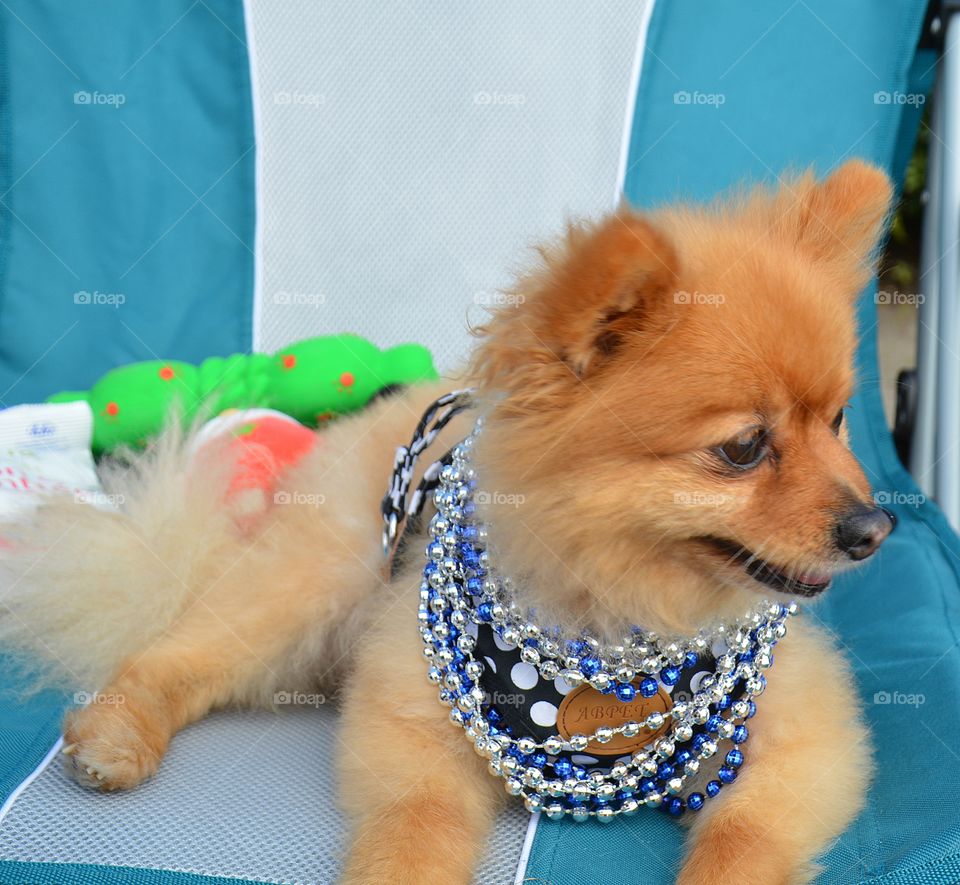 Fun animals in our daily life. This happy Pomeranian is decked out with Mardi Gras as he sits in his chair watching the parade. 