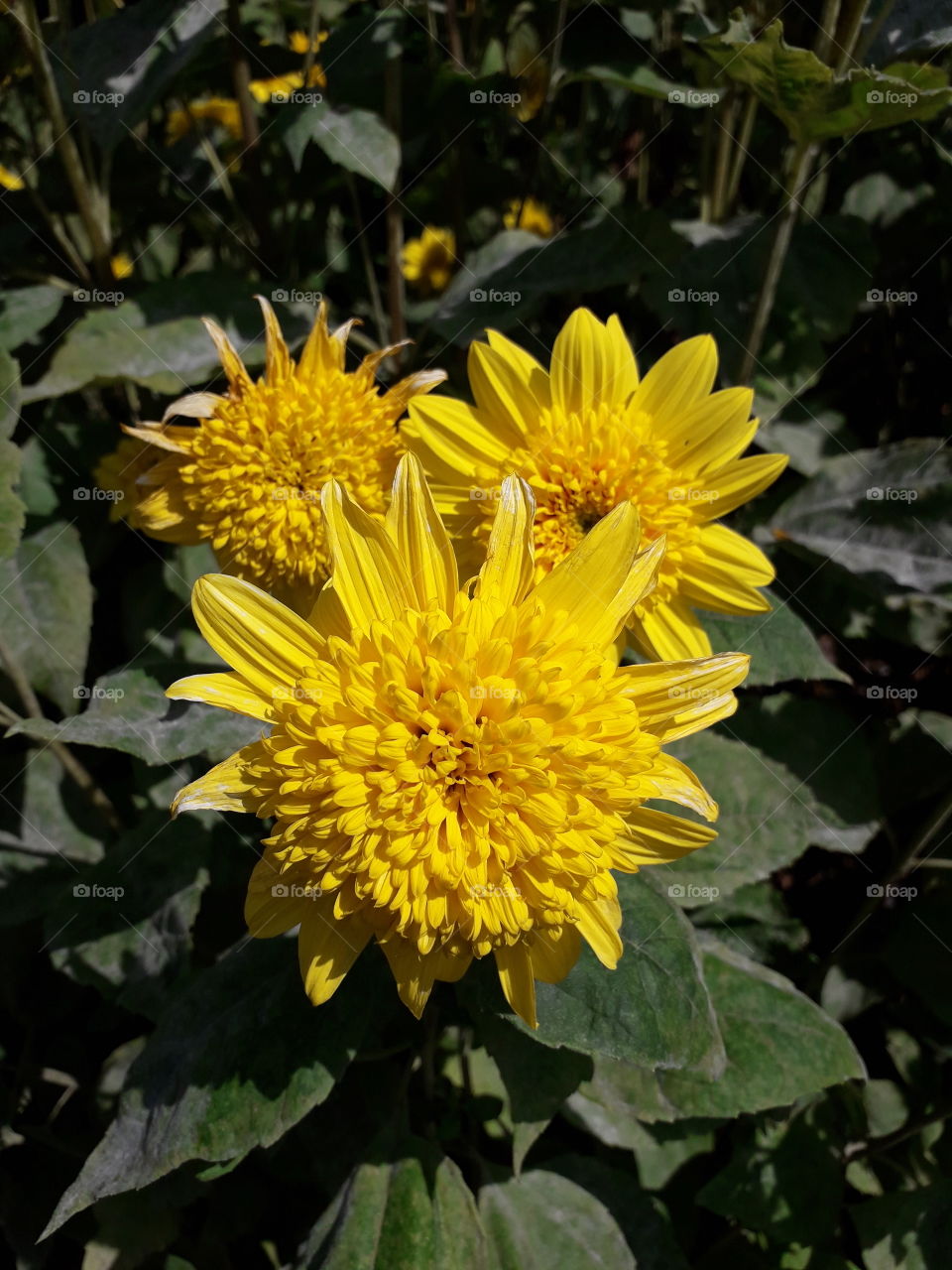 small sunflowers