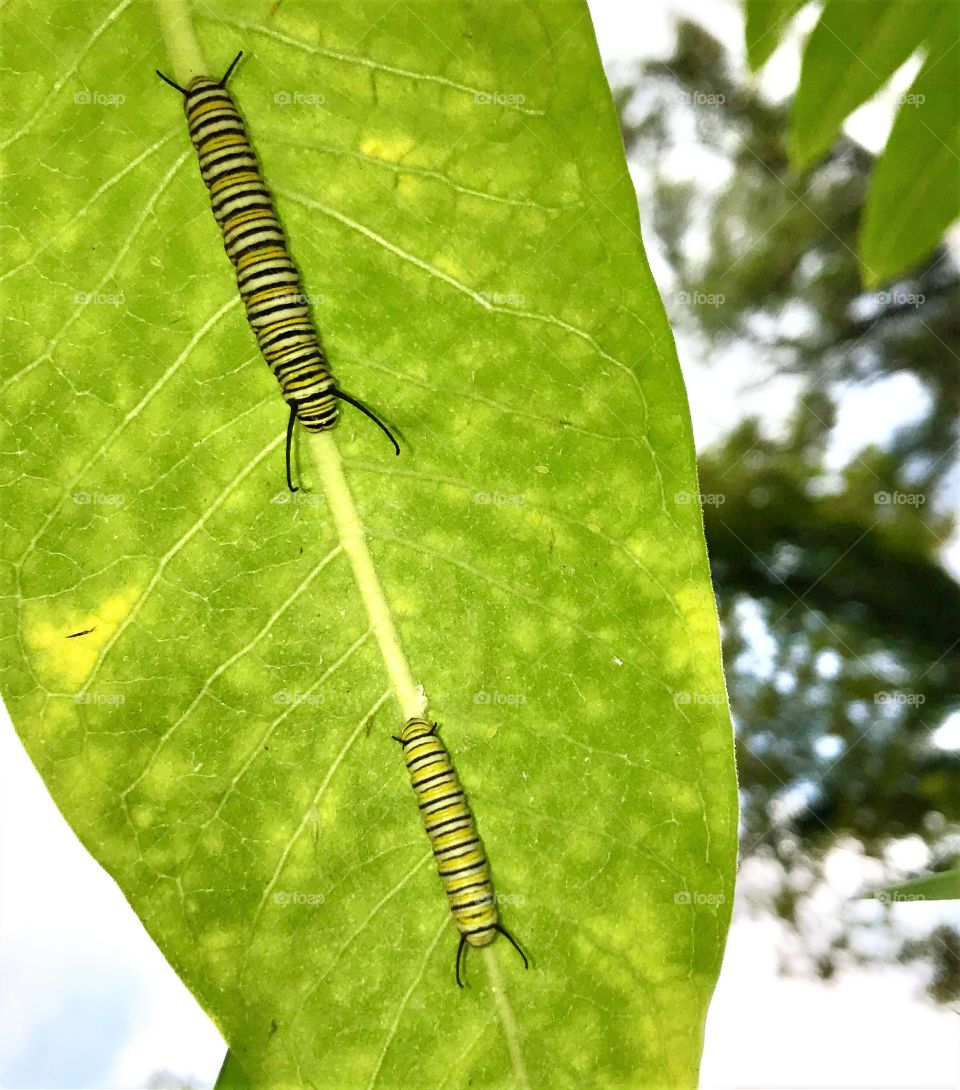 Monarch butterfly caterpillar crawling on a Milkweed leaf