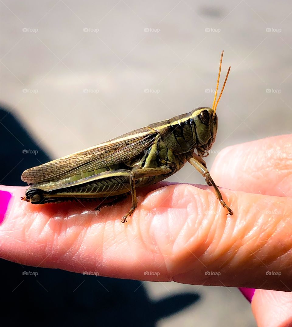 Grasshopper 