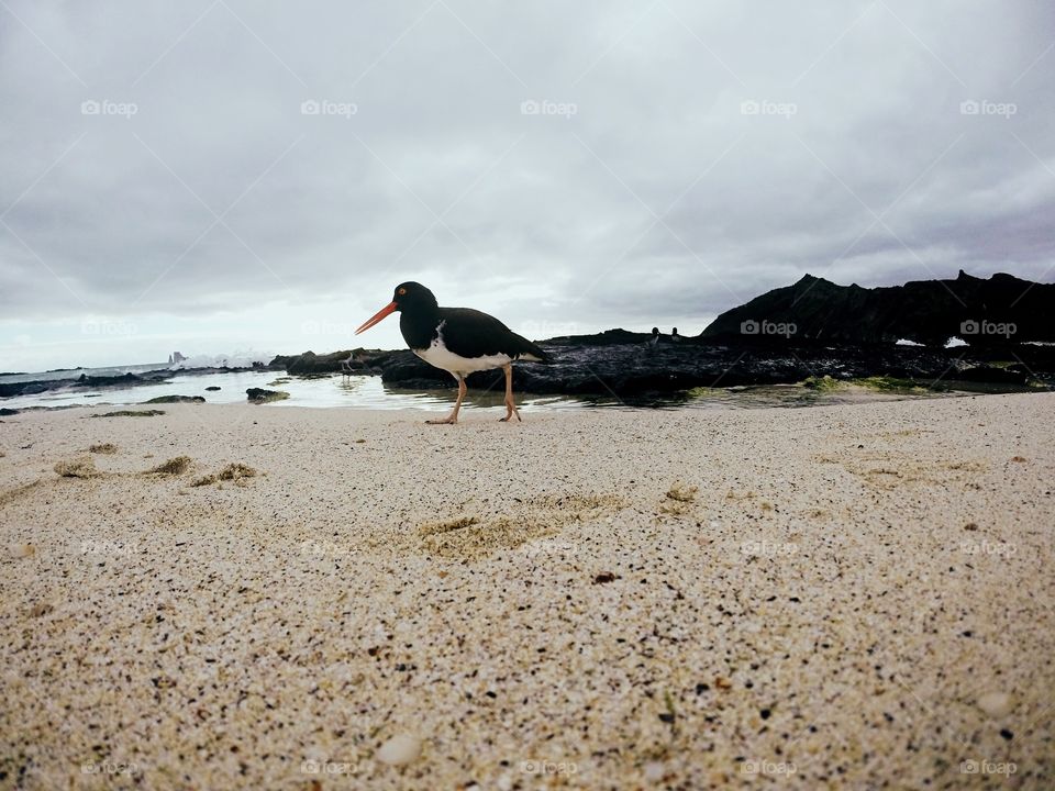 An oyster catcher bird walks along the beach of the Galapagos Island 