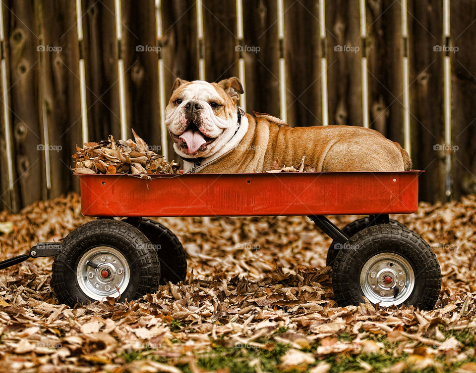 Little red wagon. Dutchess the English Bulldog