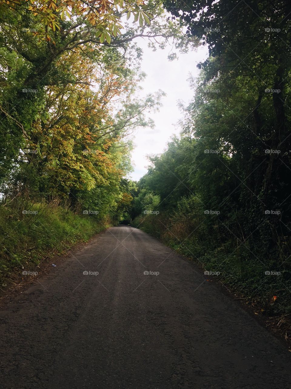 Road, No Person, Landscape, Tree, Wood