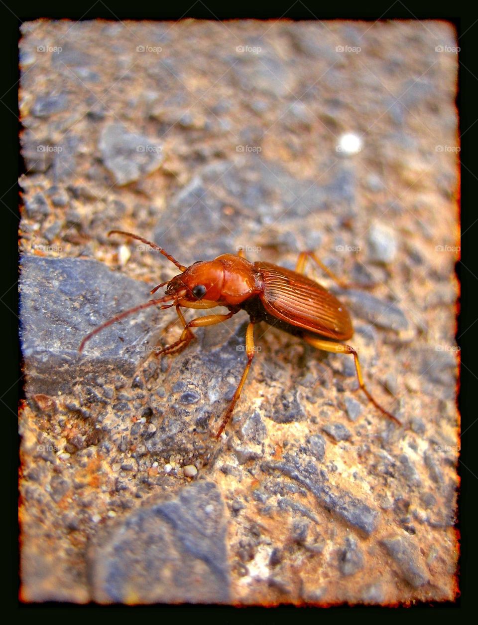 New borned red bug close up shooting amazing wildlife summer feeling traveling Greece nature therapy