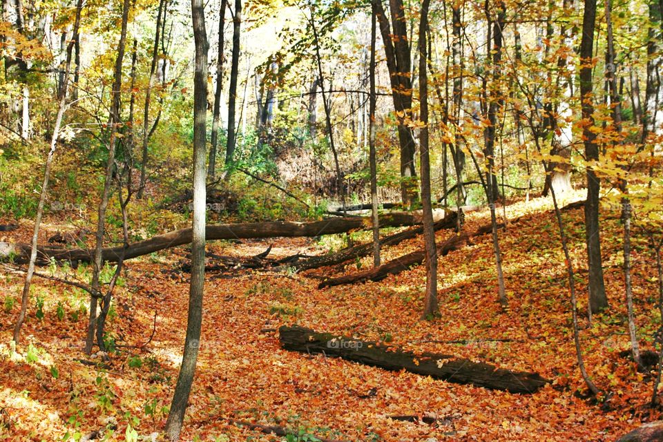 Autumn landscape in forest