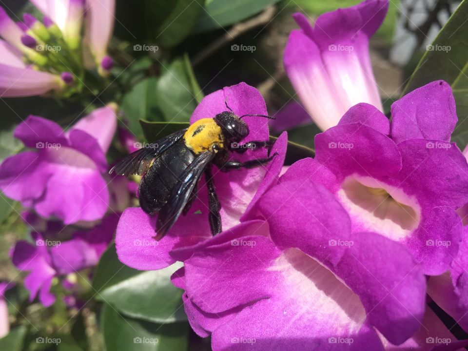 The beetle was looking for honey in the flowers