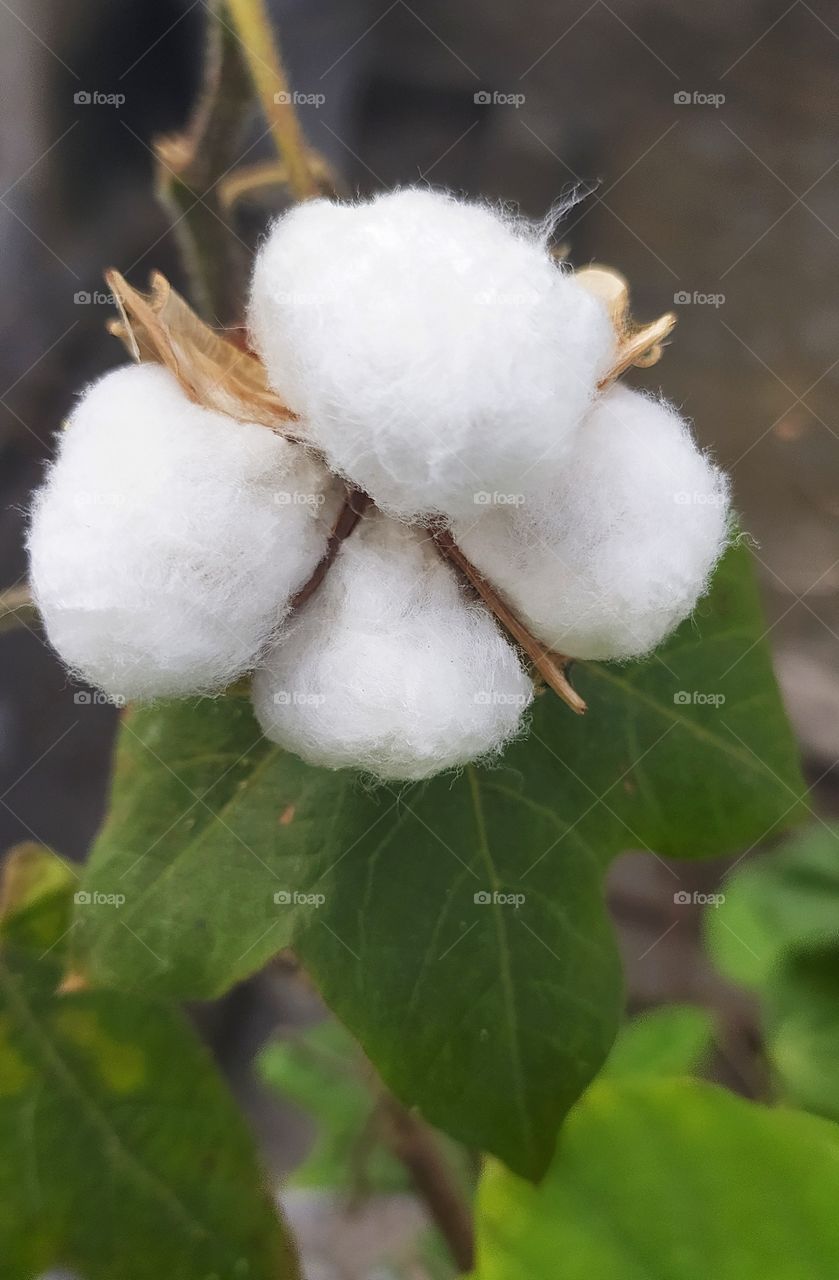 cotton flower