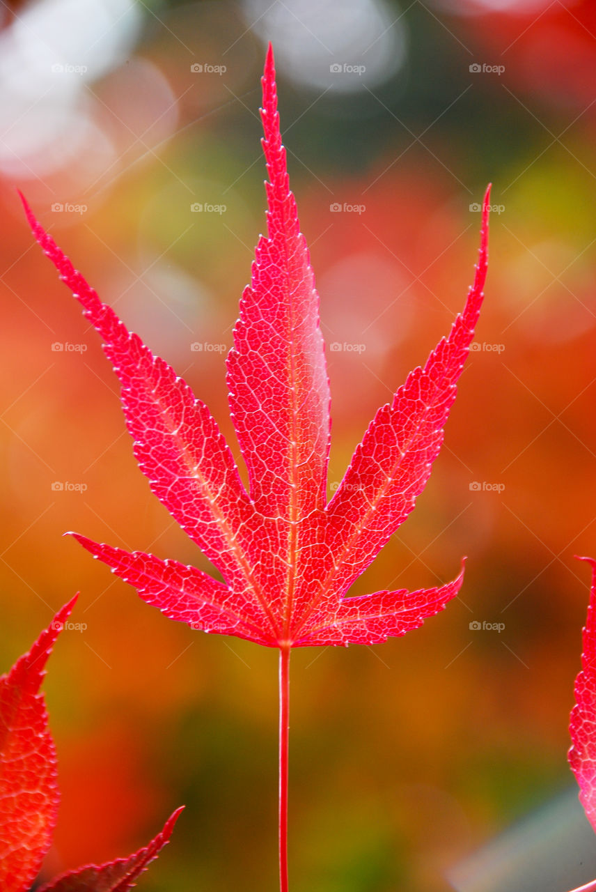 Maple leaf