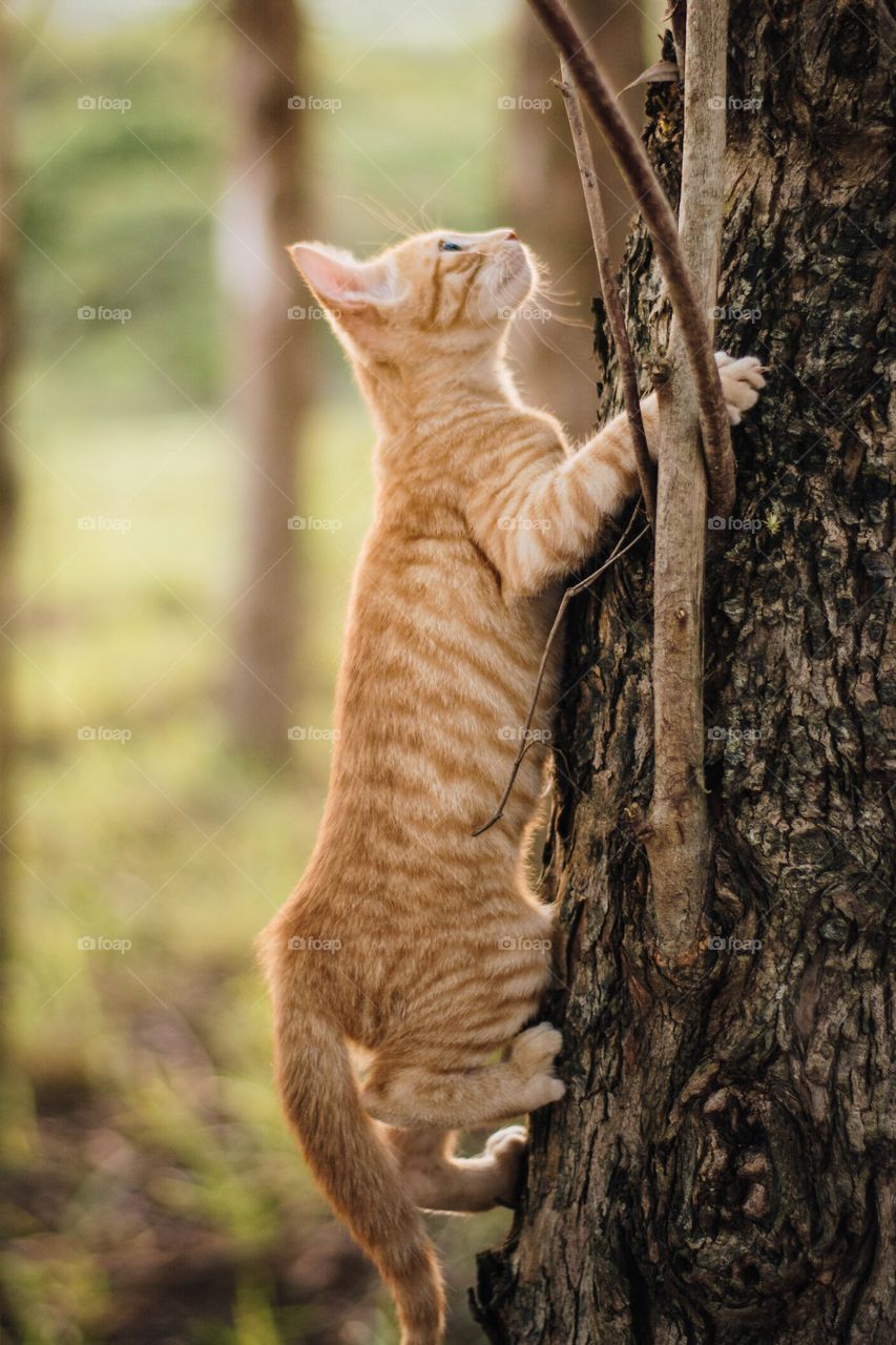 cat climbing a tree