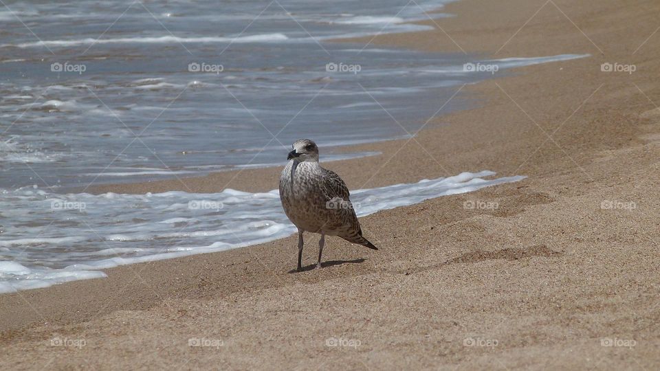 seagull on the beach