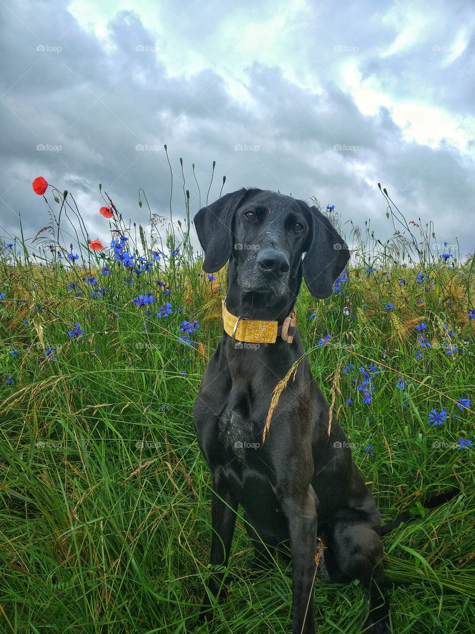 Black dog in meadow