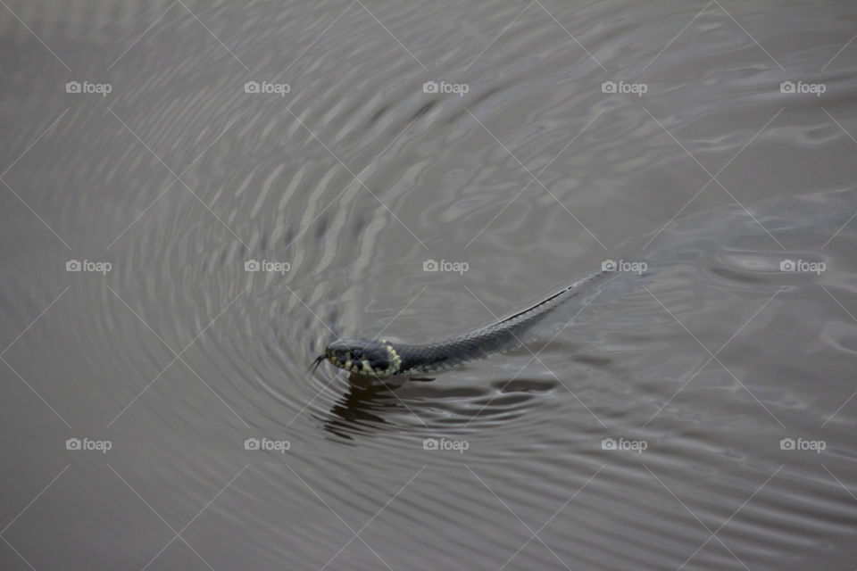 Snake swimming . 
Snok orm simmar
