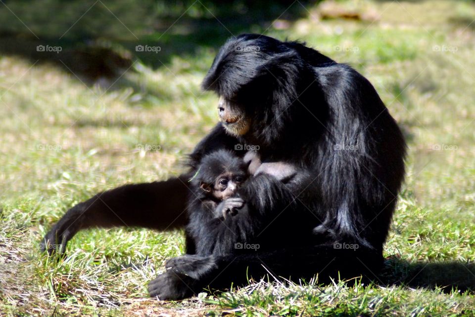 Mother and Child Monkey