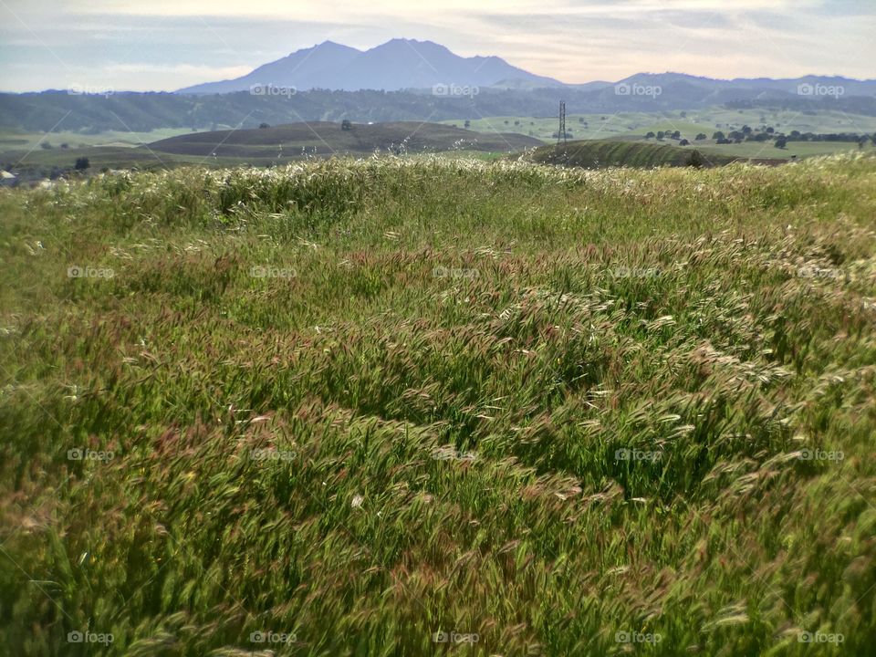 Green field and mountain 