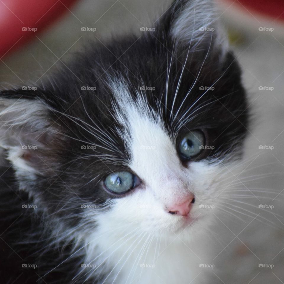 Tuxedo kitten with blue eyes