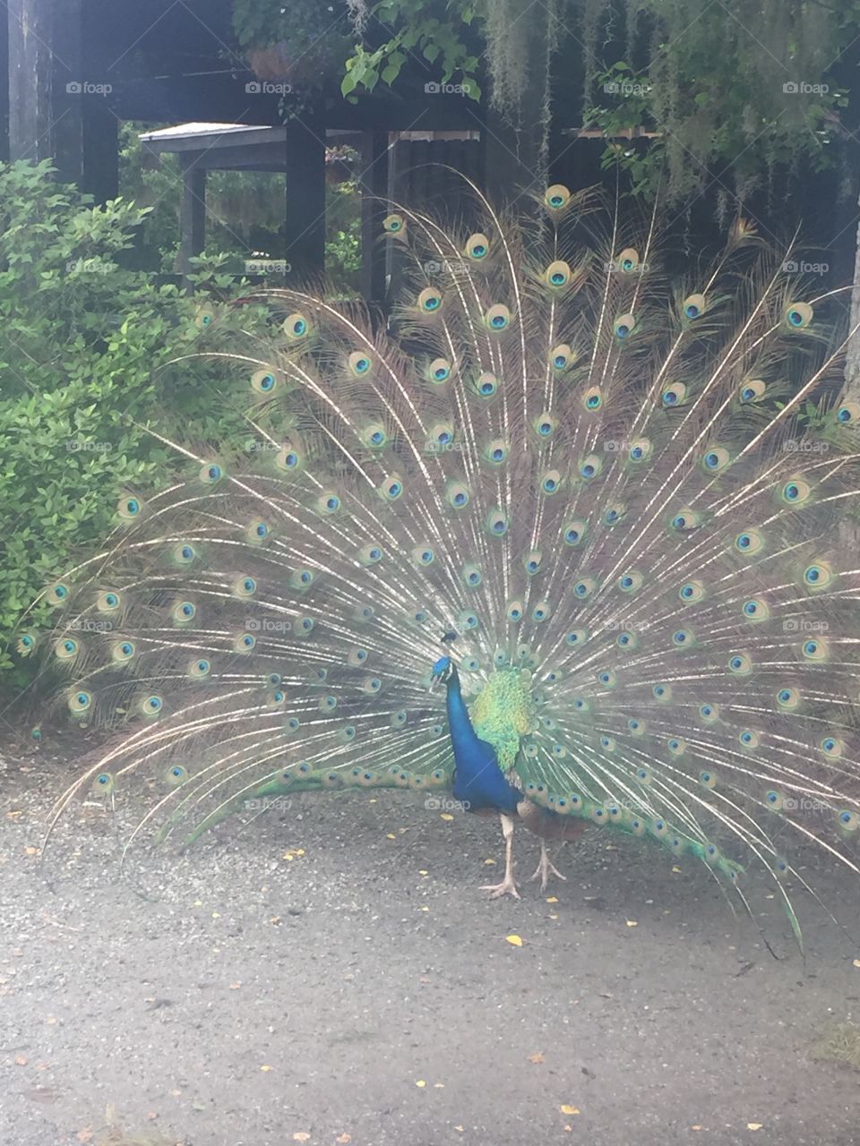 Peacock, Magnolia Plantation-Charleston 