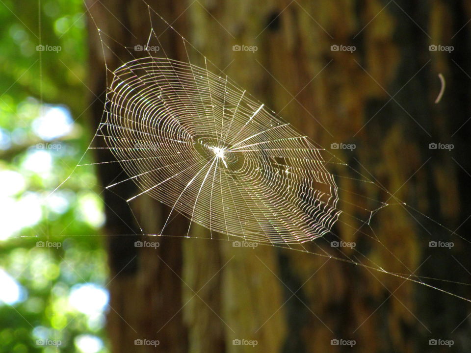 Nearly perfect spider web!