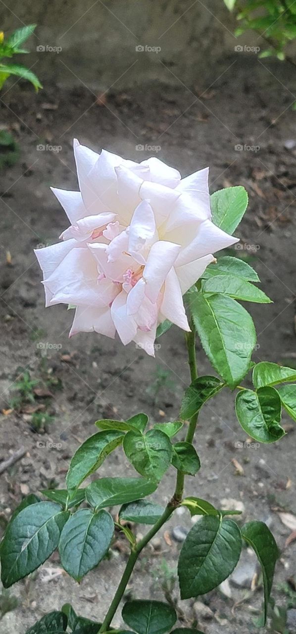 Light pink garden rose