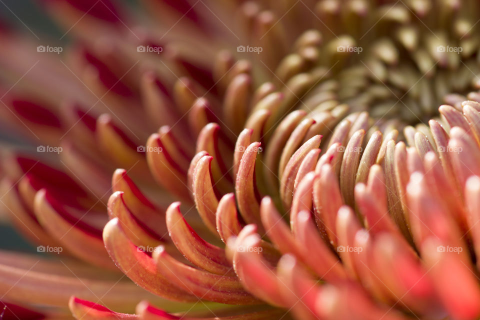 macro shot of the red pink flower.  beautiful world of flowers . amazing view