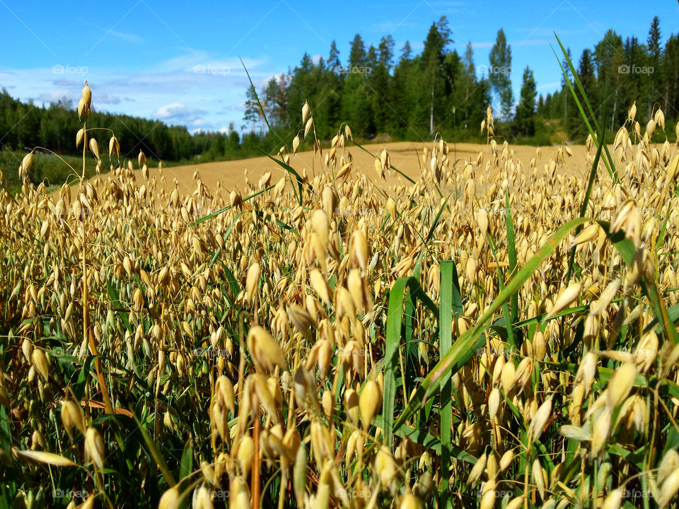 Oats field. Oats field on a sunny summer day in Finland.
