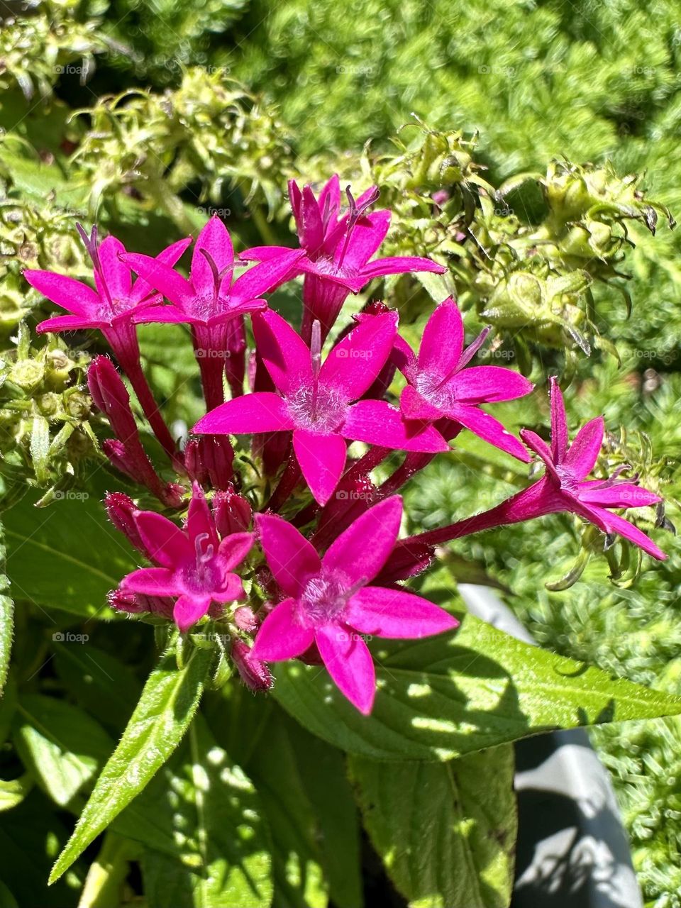 Bright pink Egyptian Starcluster flowers with blooming petals in backyard container nature close up 