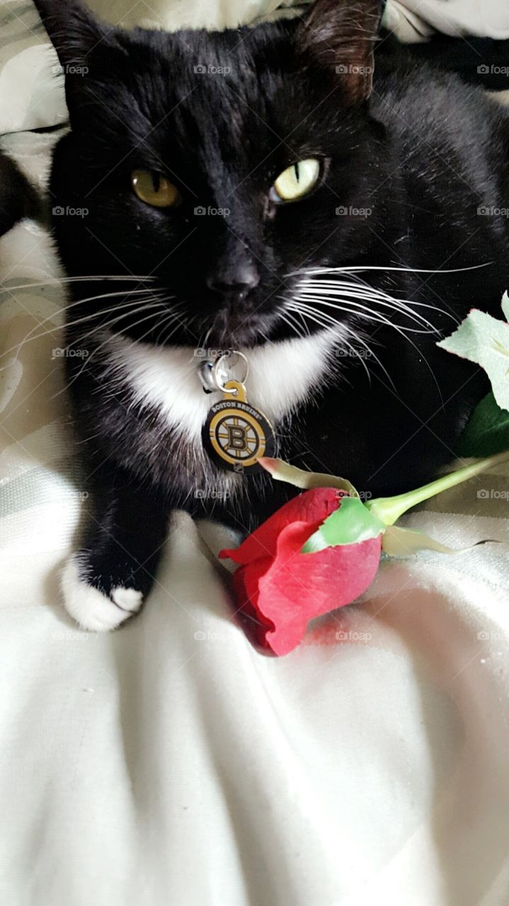 kitty and a rose