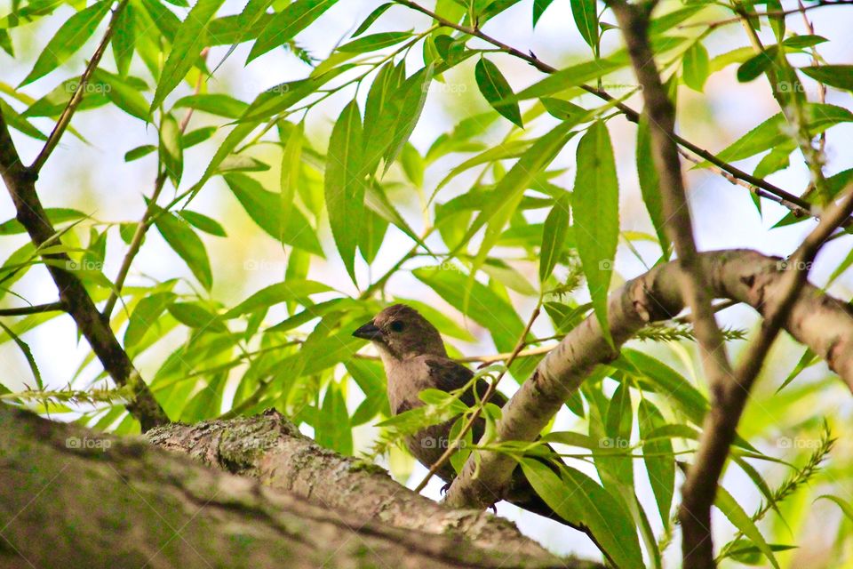 Bird perching on tree branch