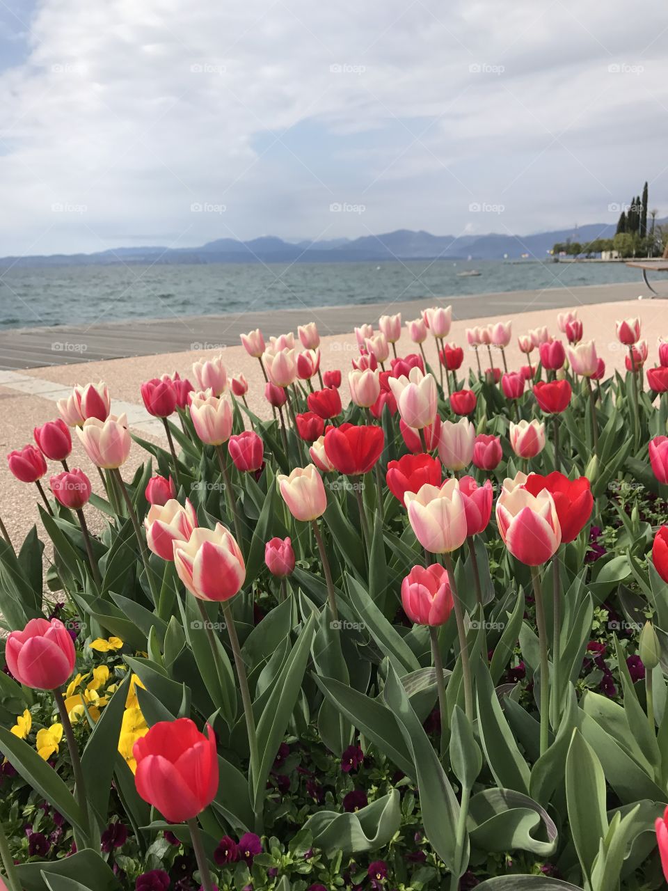 Spring time view with tulips and Garda lake, Bardolino Lungolago, Italy