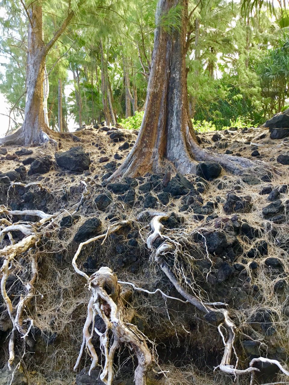 Tree roots in the lava