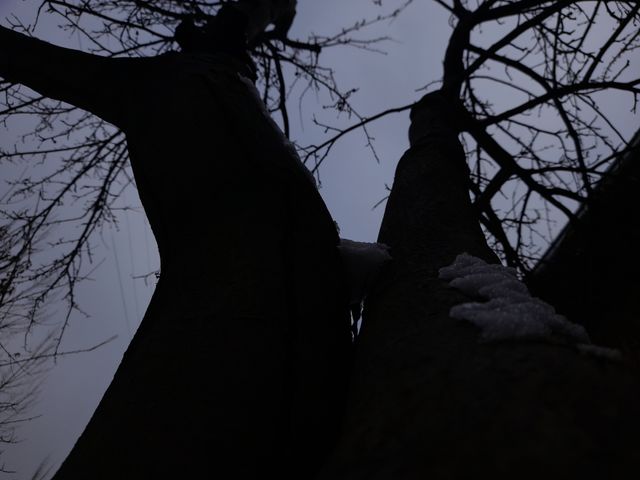 tree
