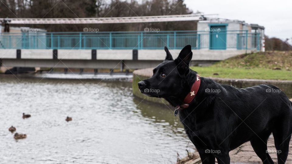 luna and ducks