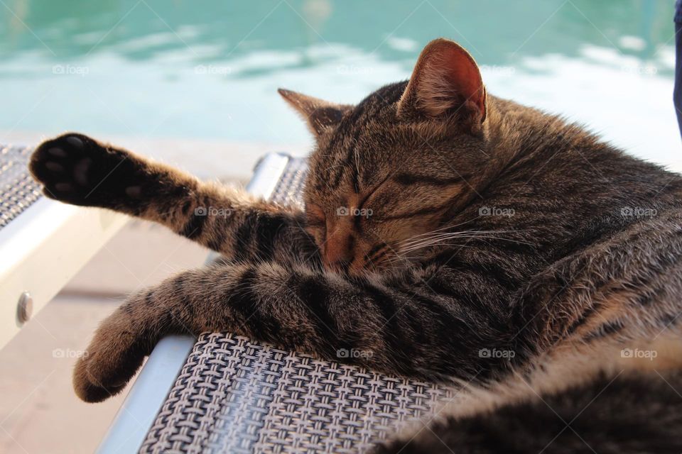 Animal portrait - A cat at the pool