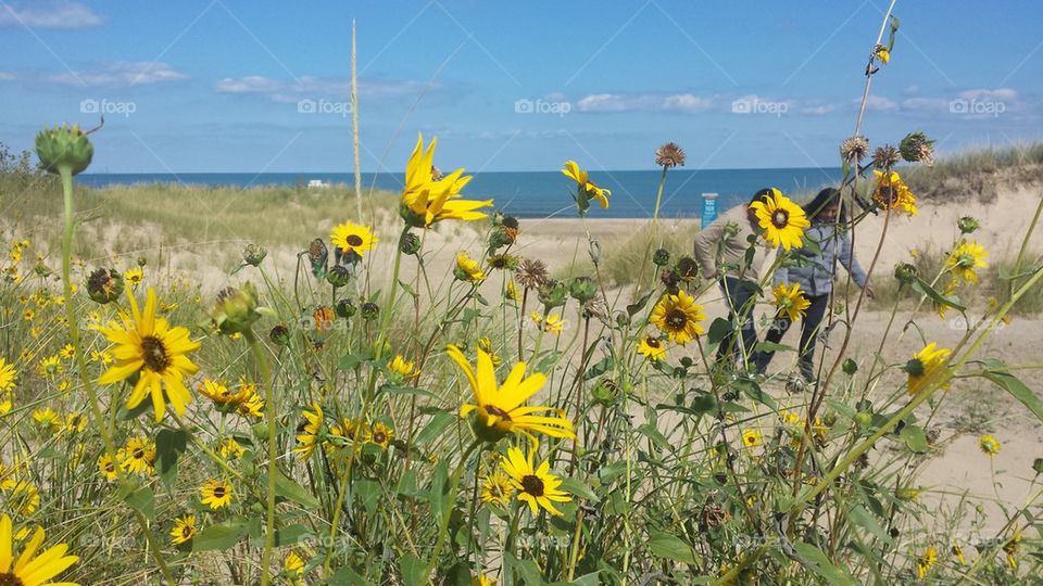 sunflowers on the beach 